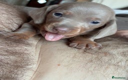 Miniature Dachshund dogs for sale: Beautiful litter of puppy’s  - Image 7
