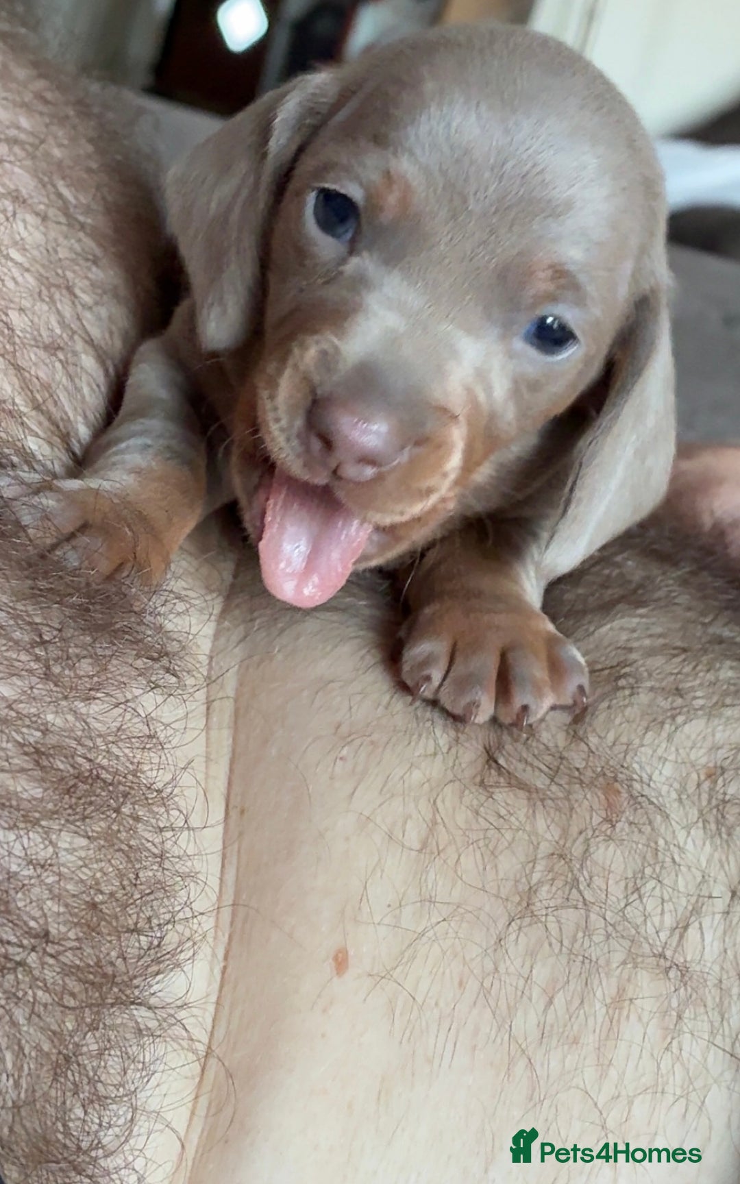 Miniature Dachshund dogs for sale: Beautiful litter of puppy’s  - Image 7
