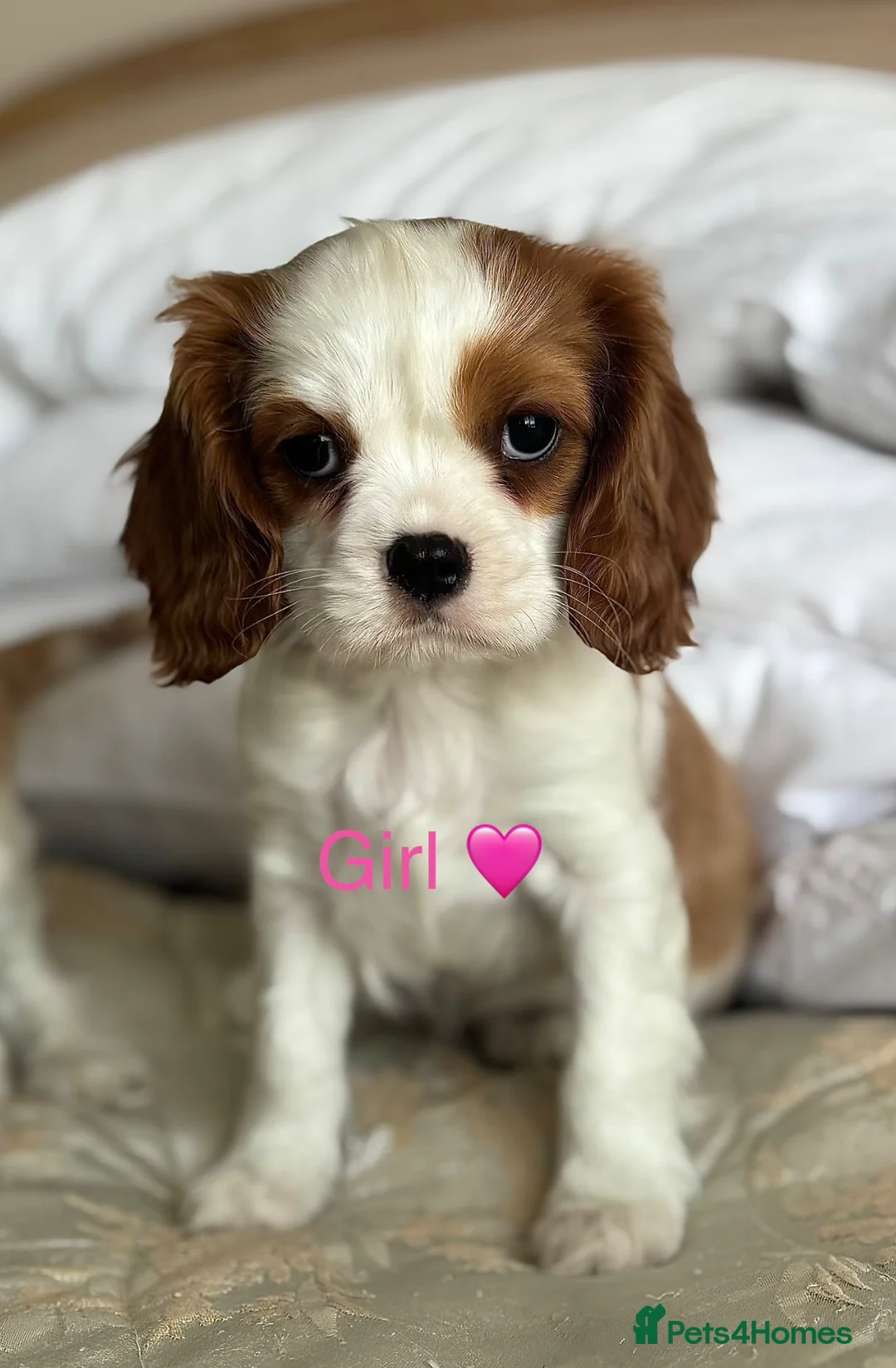 Cavalier King Charles Spaniel dogs for sale: 🐾Extensively health tested KC reg Cavalier pups🐾 - Advert 2