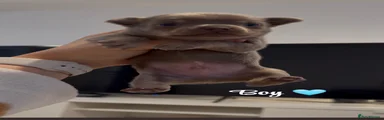 Chihuahua 1