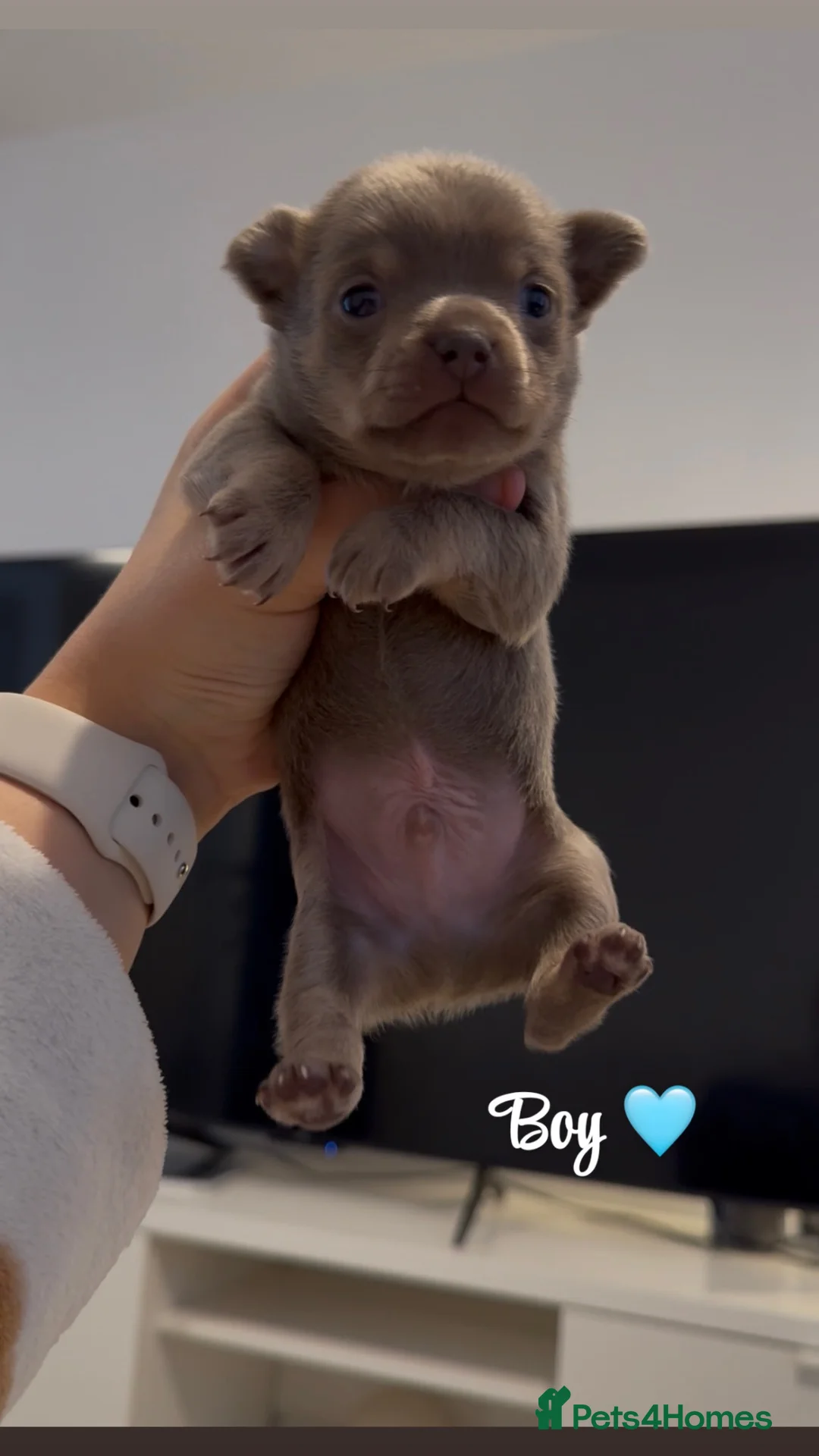 Chihuahua dogs for sale: X2 chihuahua puppy’s 🩵🩷 - Advert 2