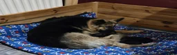 Mixed Breed dogs for sale: Shollie Puppies for Sale - Advert 9