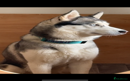 Siberian Husky dogs for sale: ❌REHOMING❌3 year old Siberian husky - Image 3