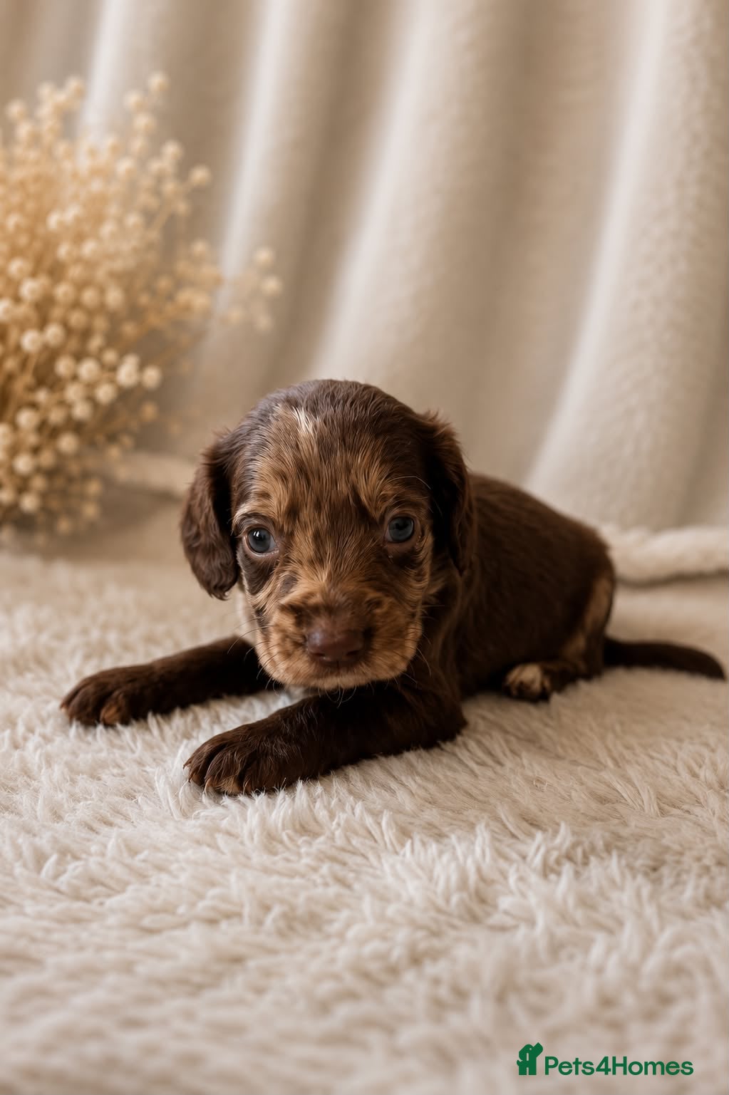 Cocker Spaniel dogs Beautiful Merle Cocker Spaniel puppies - Advert 1