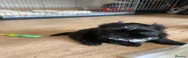 Shih Tzu 4