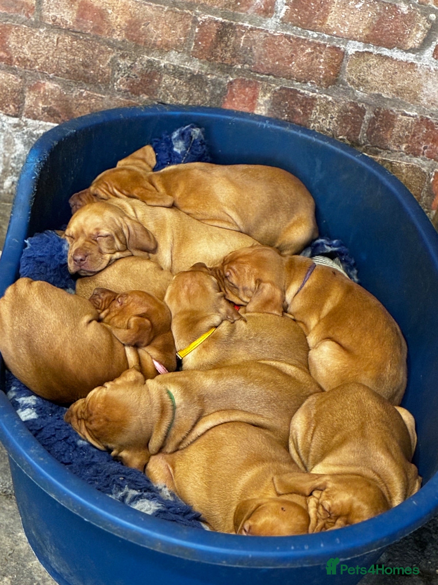 Hungarian Vizsla dogs 5* HUNGARIAN VIZSLA PUPPIES KC REGISTERED  - Advert 13