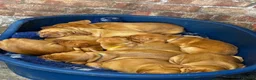 Hungarian Vizsla dogs for sale: 5* HUNGARIAN VIZSLA PUPPIES KC REGISTERED  - Advert 7