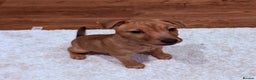 Patterjack dogs for sale: Gorgeous red patterjack boy puppy  - Advert 2