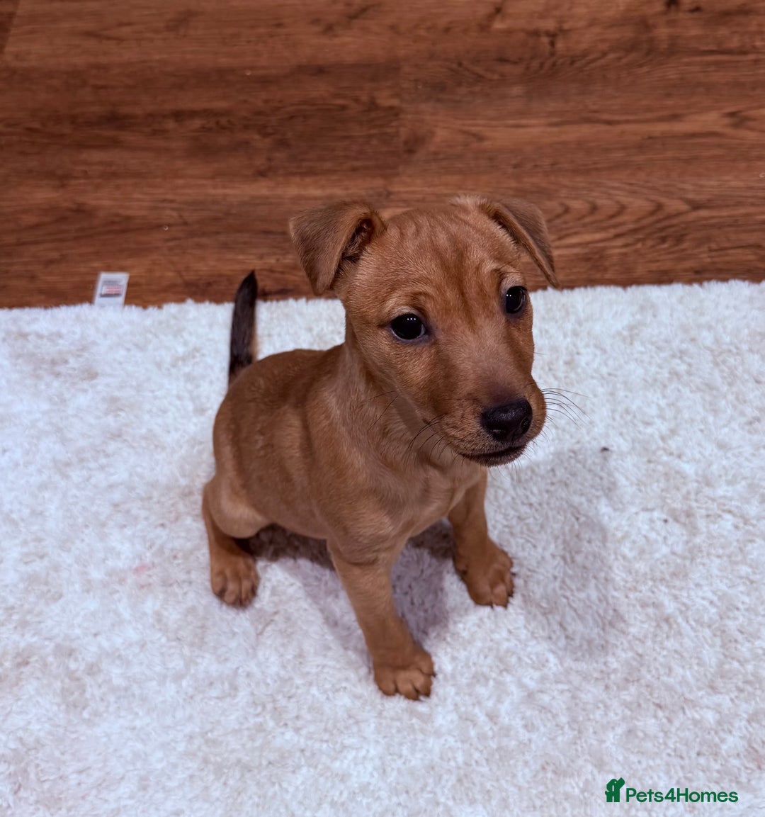 Patterjack dogs for sale: Gorgeous red patterjack boy puppy  - Advert 2