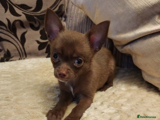 Chihuahua dogs - Advert 35