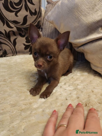 Chihuahua dogs - Advert 4