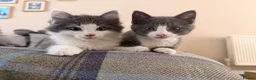Domestic Shorthair cats for sale: Pair of gorgeous girls &all their bits in Lyme Regis - Advert 3