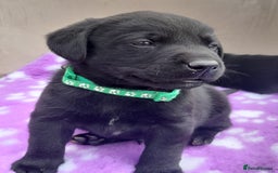 Labrador Retriever dogs for sale: KC Registered working Labrador puppies - Image 20