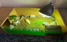 Tortoise reptiles for sale: Tortoise Russian Horsefield - Image 9