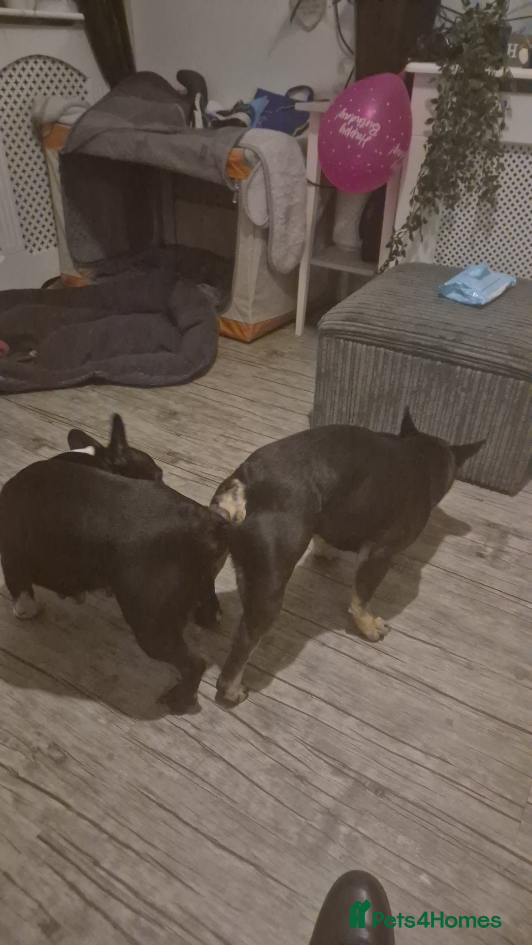 French Bulldog dogs for sale: Blue pied frenchbulldog puppies - Advert 6