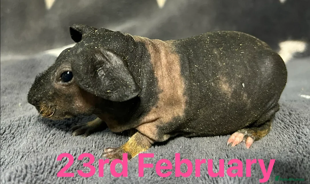 Guinea Pig rodents for sale: Skinny Pig Sows.  - Advert 2
