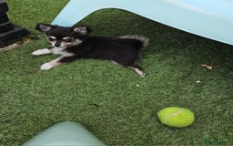 Chihuahua dogs for sale: Long coat Stunning K.C Reg. Puppies **READY NOW** - Image 8