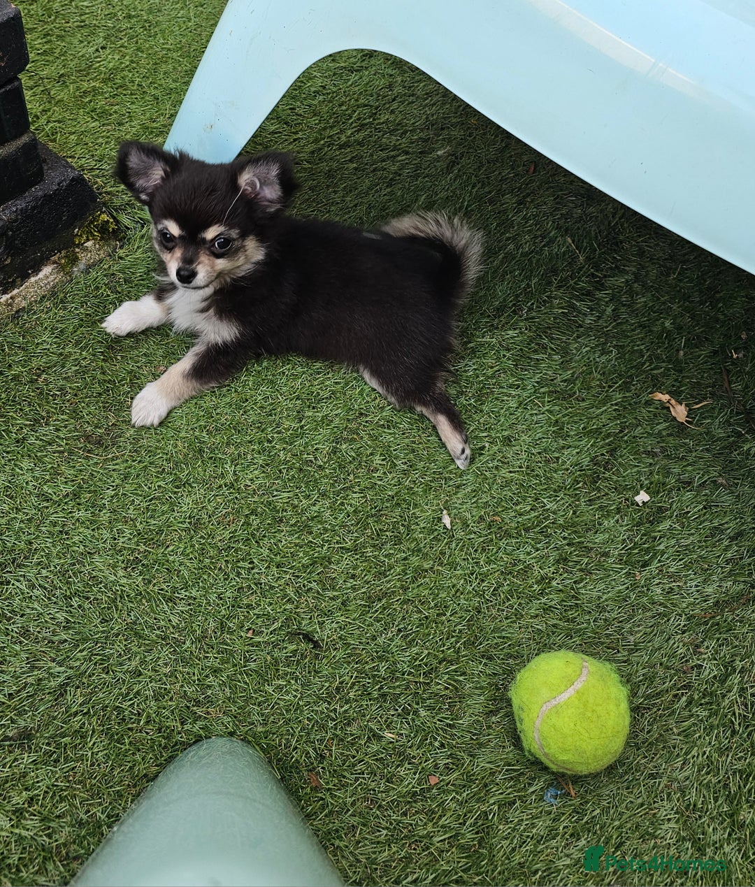 Chihuahua dogs for sale: Long coat Stunning K.C Reg. Puppies **READY NOW** - Image 8