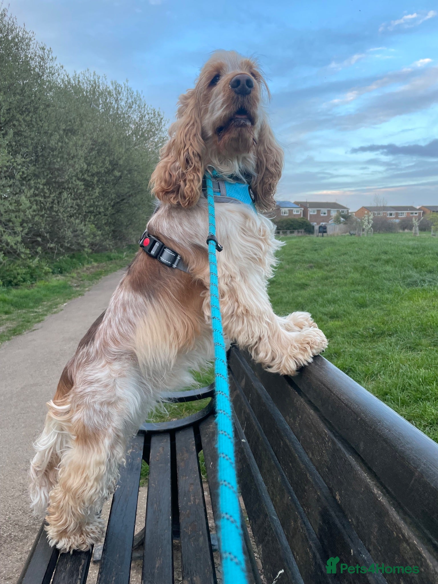 Cocker Spaniel dogs 🐾KC REG ORANGE ROAN AVAILABLE FOR STUD DUTIES🧡 - Advert 1