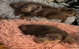 Miniature Dachshund dogs for sale: Mini longhaired Isabella/tan Dachshunds VACCINATED - Image 6