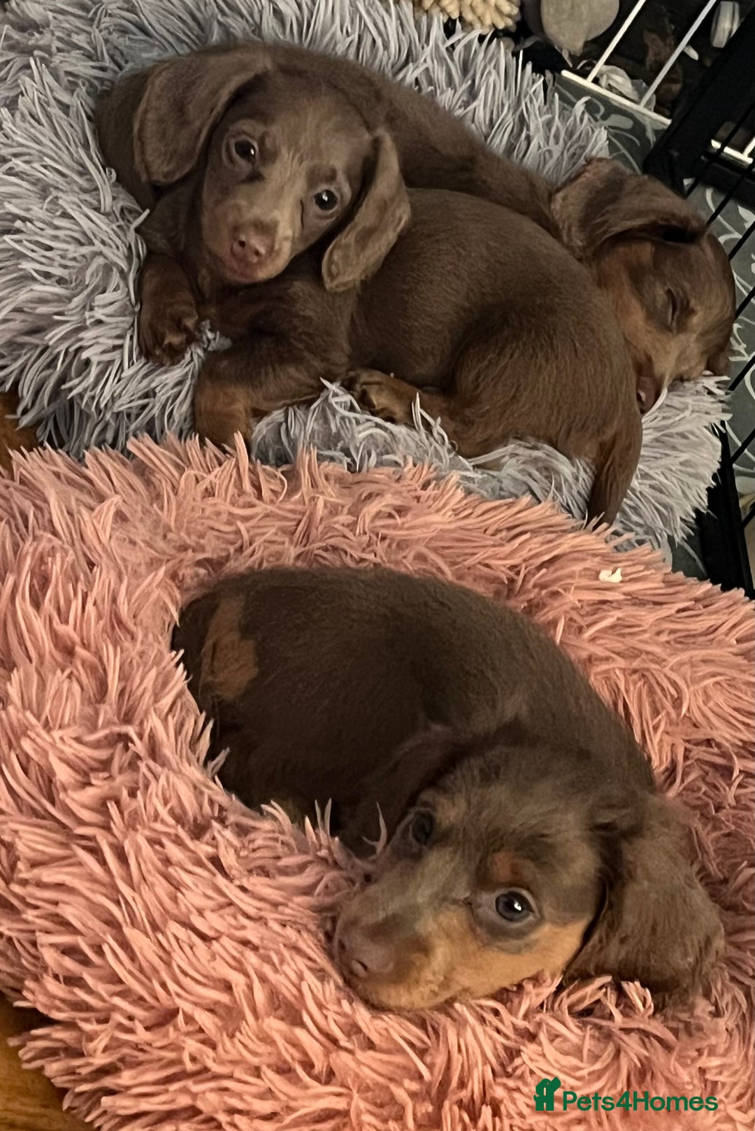 Miniature Dachshund dogs for sale: Mini longhaired Isabella/tan Dachshunds VACCINATED - Image 6