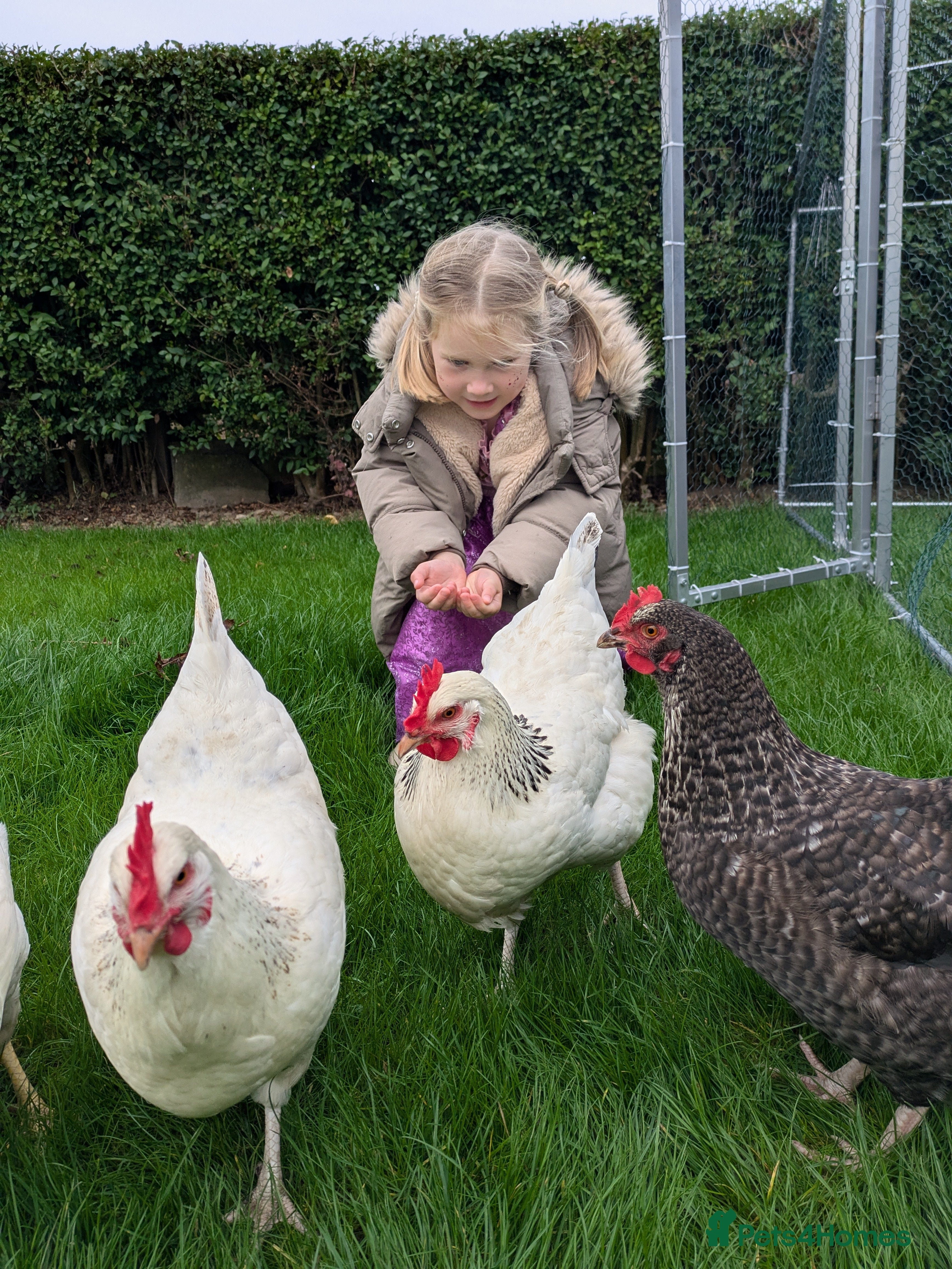 Chickens poultry 3 Hens+Nestera Lodge+Omlet Auto Door+Walk-In Run in Newbridge - Advert 10