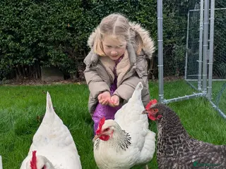 Chickens poultry 3 Hens+Nestera Lodge+Omlet Auto Door+Walk-In Run in Newbridge - Advert 1