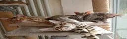 Savannah cats for sale: SAVANNAH KITTENS  READY FOR A NEW LOVING HOME - Advert 5
