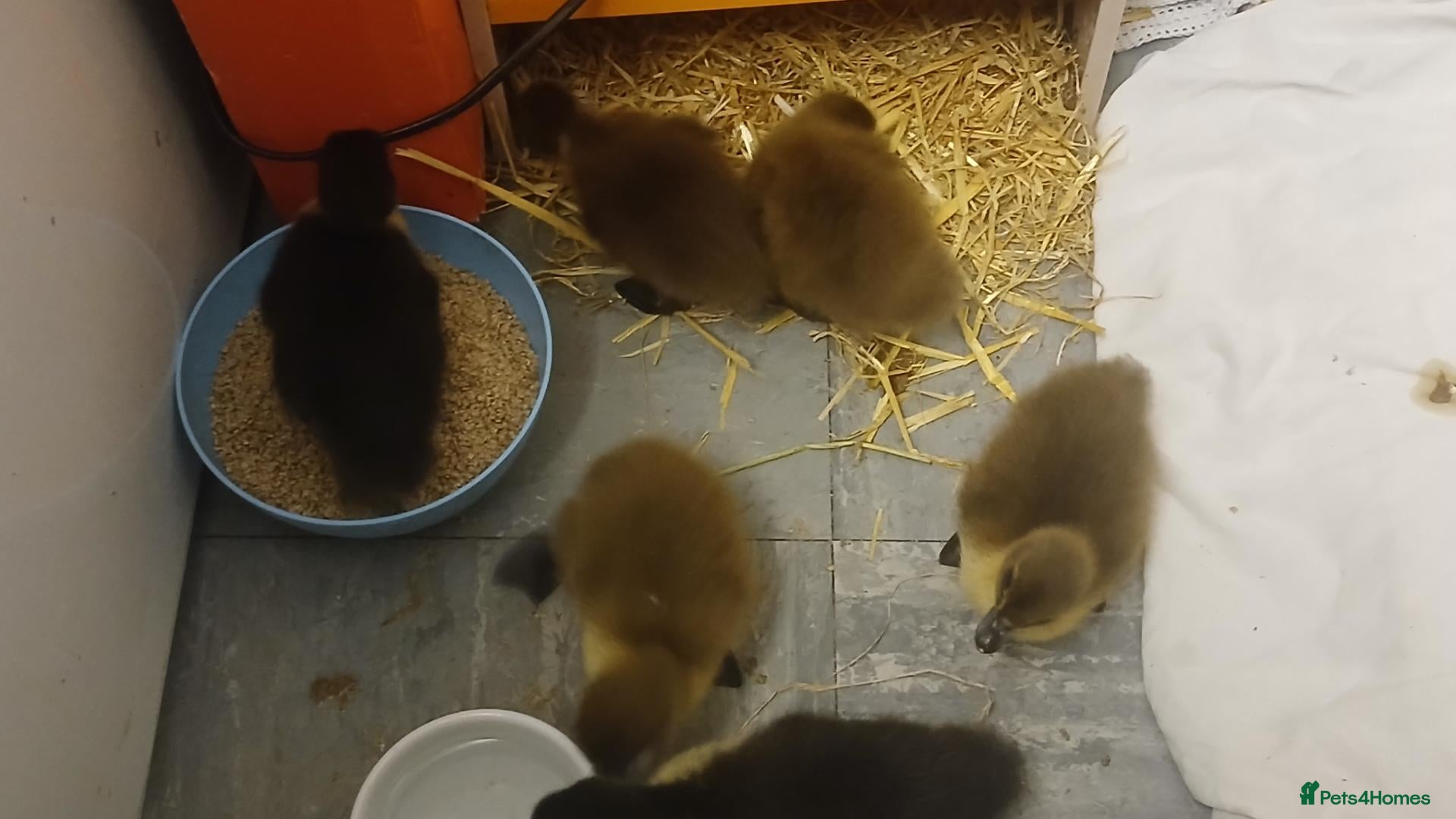Mixed Breed livestock Runner ducklings  - Advert 1