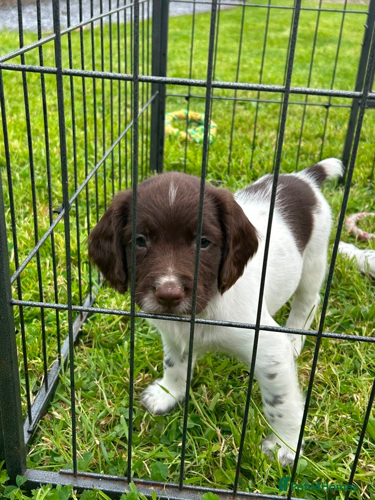 English Springer Spaniel dogs Beautiful English springer spaniel puppies  - Advert 8