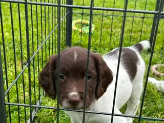 English Springer Spaniel dogs Beautiful English springer spaniel puppies - Advert 8