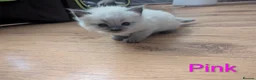 Ragamese cats for sale: Beautiful ragameise kittens  - Advert 12