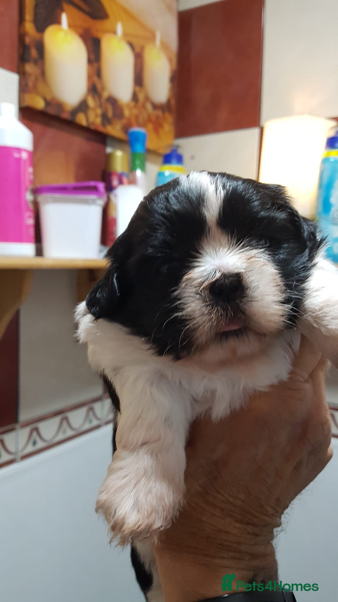 Shih Tzu dogs for sale: Shih Tzu puppies - Image 7