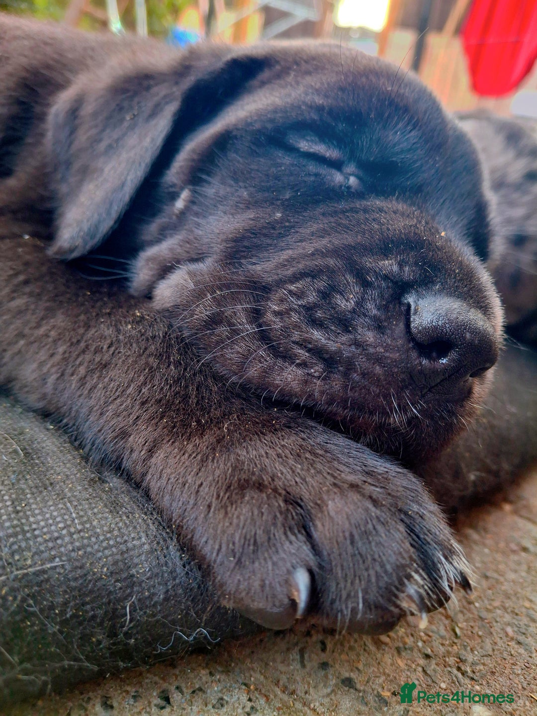 Mixed Breed dogs for sale: HARLEQUINN CANE CORSO X AMERICAN BULLDOGGE - Image 20