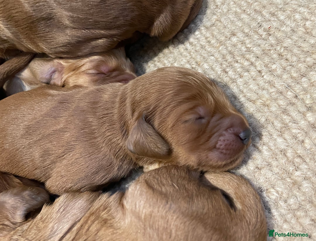 Cockapoo dogs for sale: F1 Purebed Red cockapoo 5 ⭐️ genetics & health - Image 7