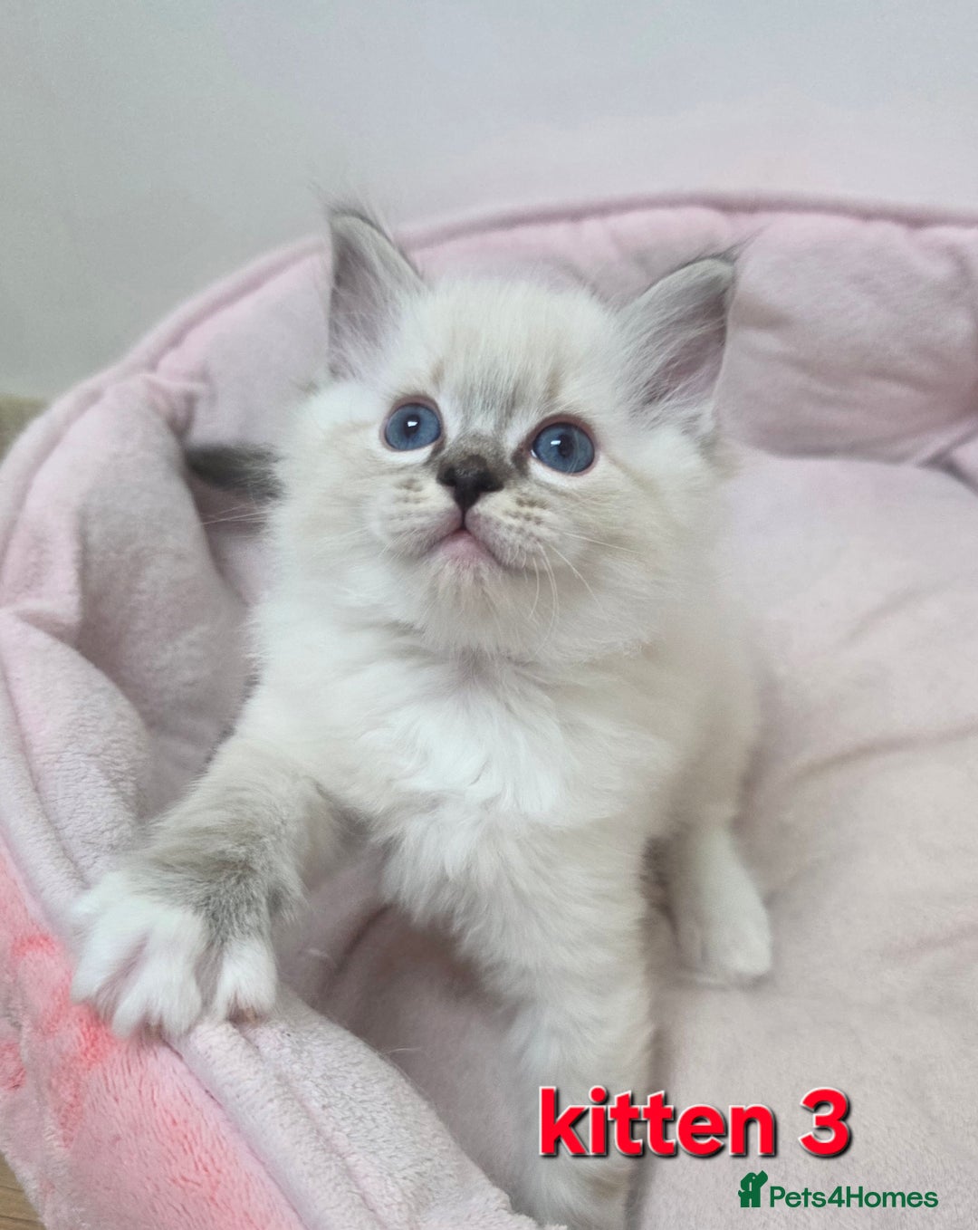 Ragdoll cats for sale: Stunning Ragdoll kitten - Advert 17