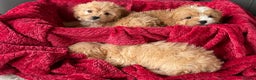 Cavapoo dogs for sale: Beautiful cavapoos ready now - Advert 8