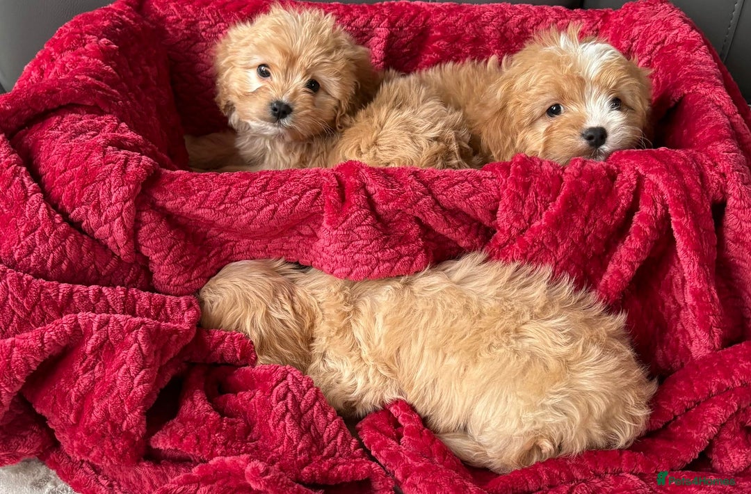 Cavapoo dogs for sale: Beautiful cavapoos ready now - Advert 8