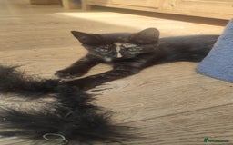 British Shorthair cats for sale: Adorable kittens  in Great Missenden - Image 26