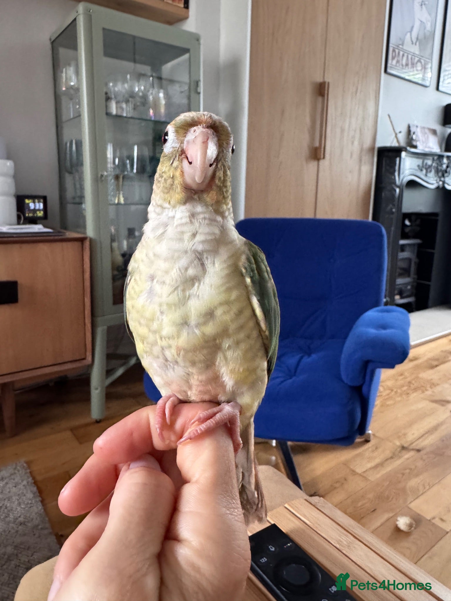 Conures birds Hand reared conure for sale - Advert 1