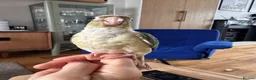 Conures birds for sale: Hand reared conure for sale in Enfield - Advert 1