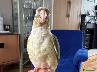 Conures birds Hand reared conure for sale - Advert 1