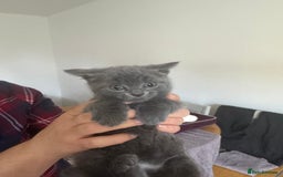 British Shorthair cats for sale: It’s a British short hair  - Image 23