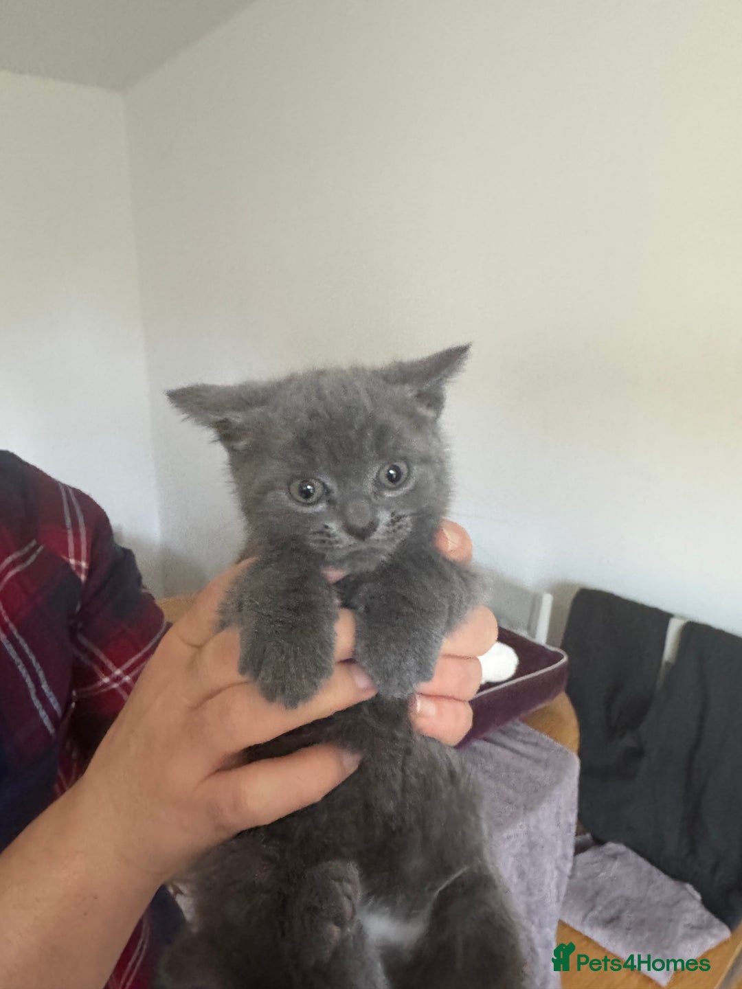 British Shorthair cats for sale: It’s a British short hair  - Image 23