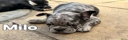 French Bulldog dogs for sale: Wembley in Wembley - Advert 12