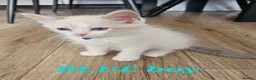 Ragdoll cats for sale: Friendly and playfull Ragdoll x  - Advert 15