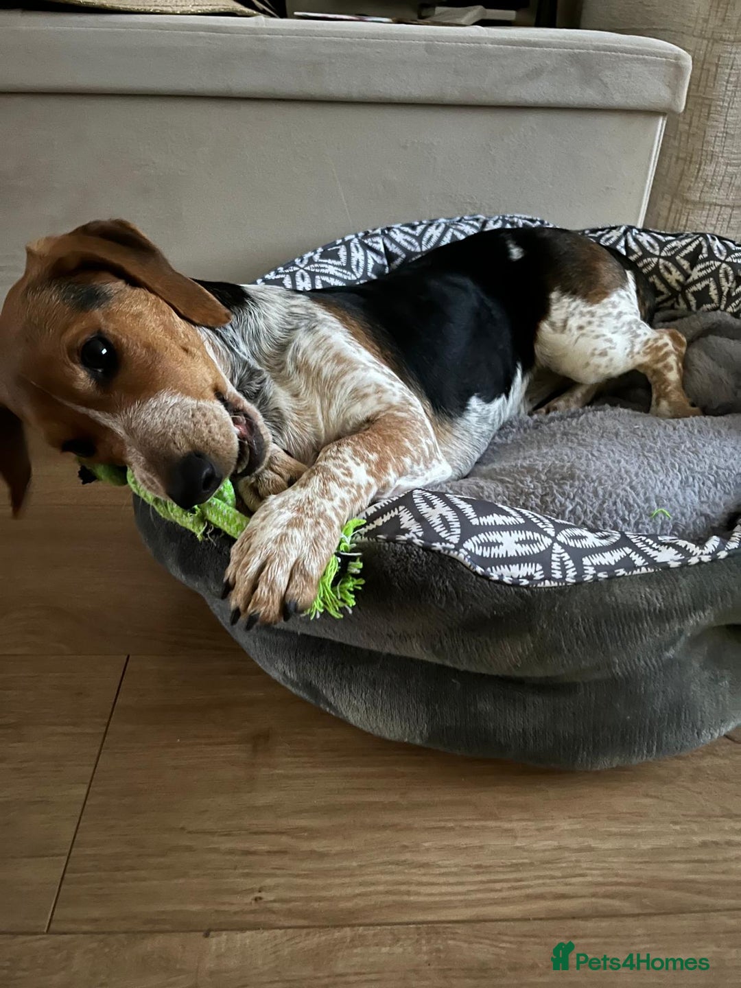 Mixed Breed dogs for adoption: Adorable Mimi Beagle cross 5 months old - Advert 7