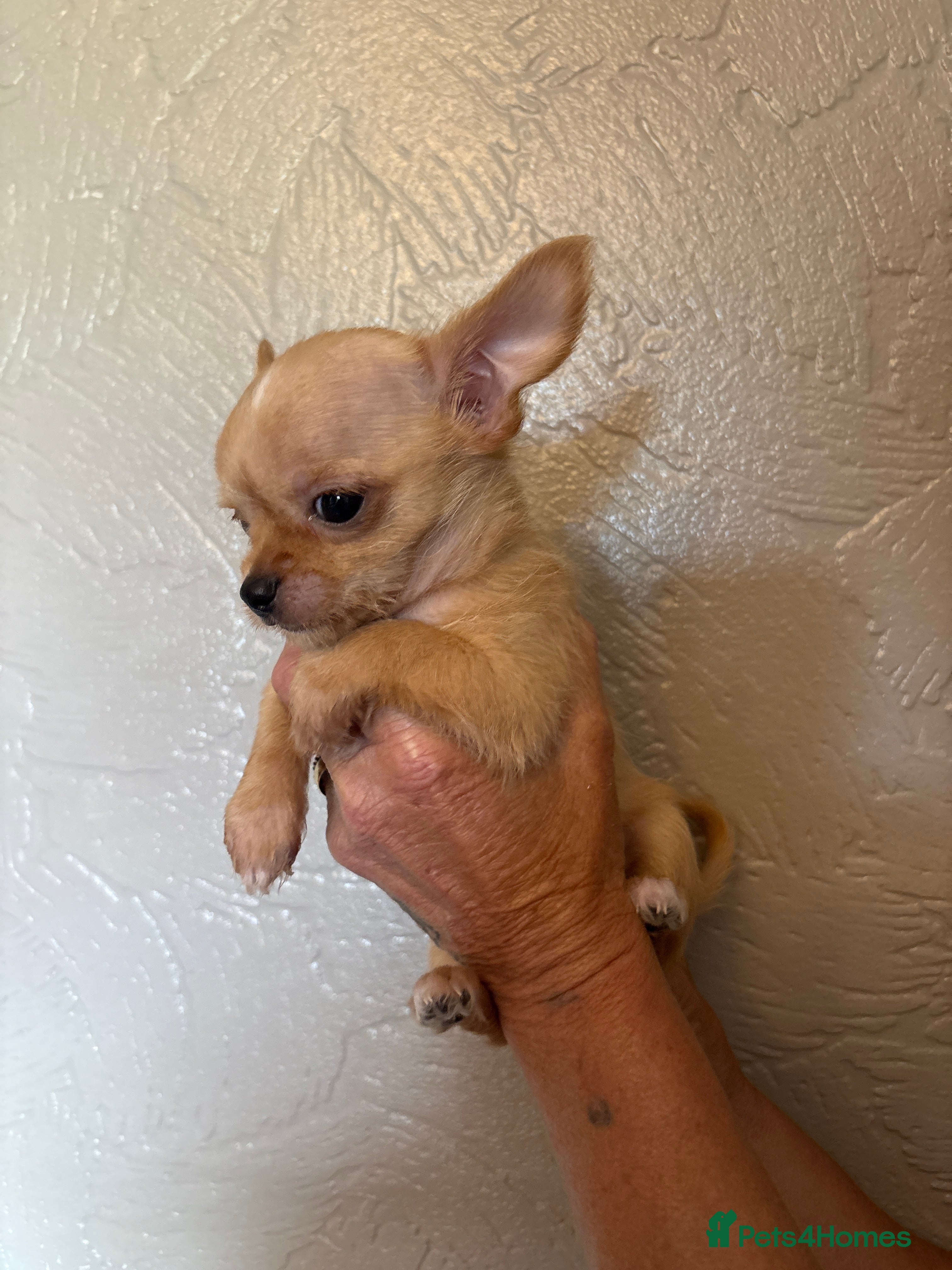 Chihuahua dogs for sale: Chihuahua puppies - Advert 4