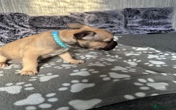 French Bulldog dogs for sale: Amazing french bulldog  - Image 24