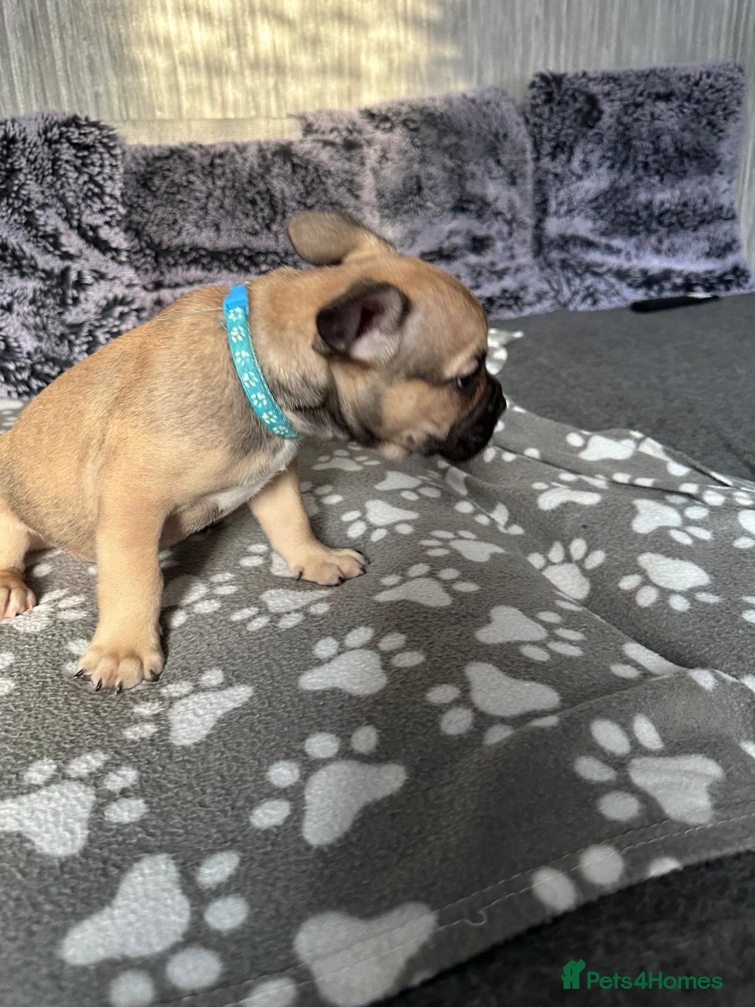 French Bulldog dogs for sale: Amazing french bulldog  - Image 24